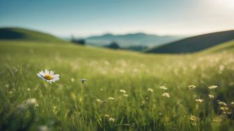 Alea Name Bedeutung: Herkunft, Beliebtheit und alles was du wissen musst! Alea Name Bedeutung: Herkunft, Beliebtheit und alles was du wissen musst!