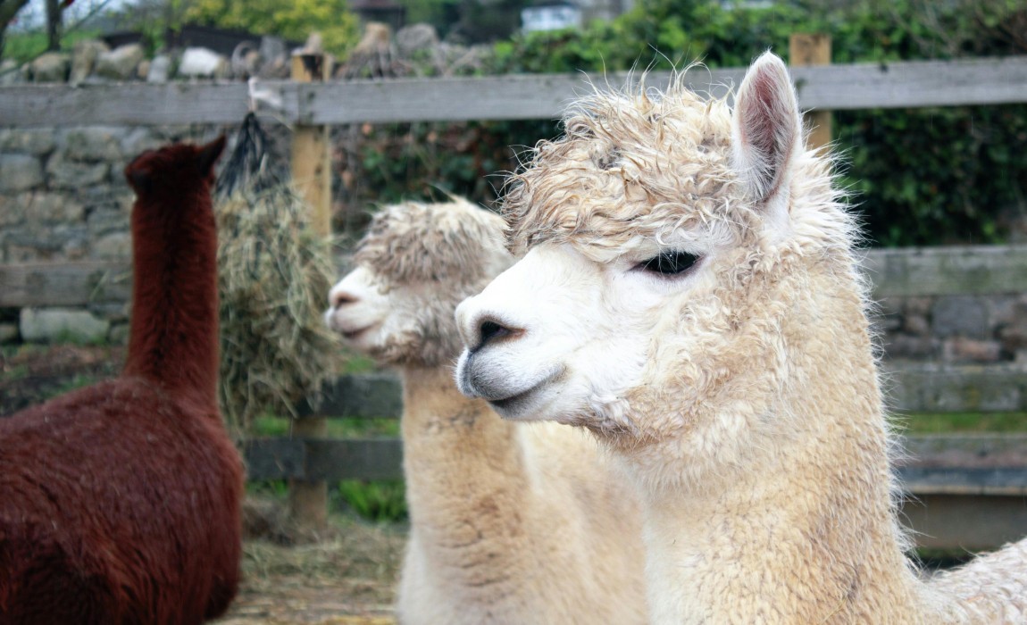BTV‑8-Sperrzone dehnt sich bis in den Rheingau‑Taunus‑Kreis aus – Kreis bislang frei von Nachweis BTV‑8-Sperrzone dehnt sich bis in den Rheingau‑Taunus‑Kreis aus – Kreis bislang frei von Nachweis
