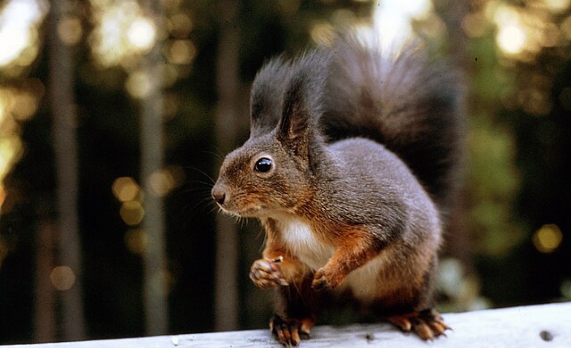 Das Leben der Eichhörnchen: Kinderprogramm in der Fasanerie am 15. November Das Leben der Eichhörnchen: Kinderprogramm in der Fasanerie am 15. November