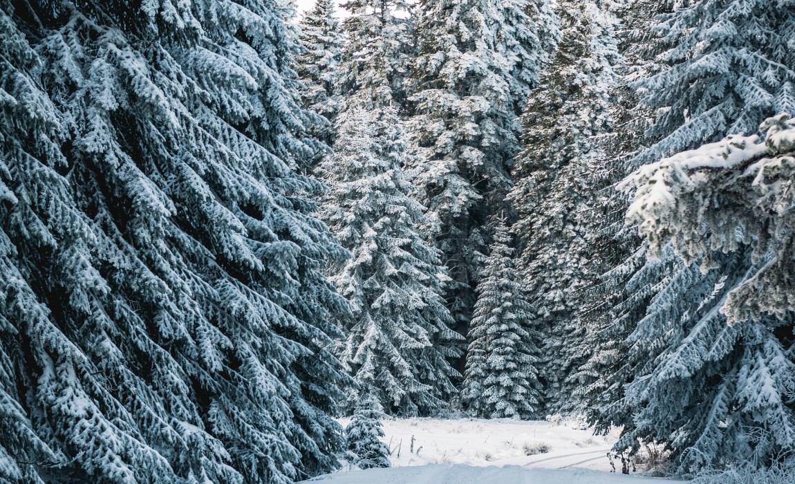 Forstamt Rüdesheim: Weihnachtsbäume im Wald auswählen am 20. Dezember Forstamt Rüdesheim: Weihnachtsbäume im Wald auswählen am 20. Dezember