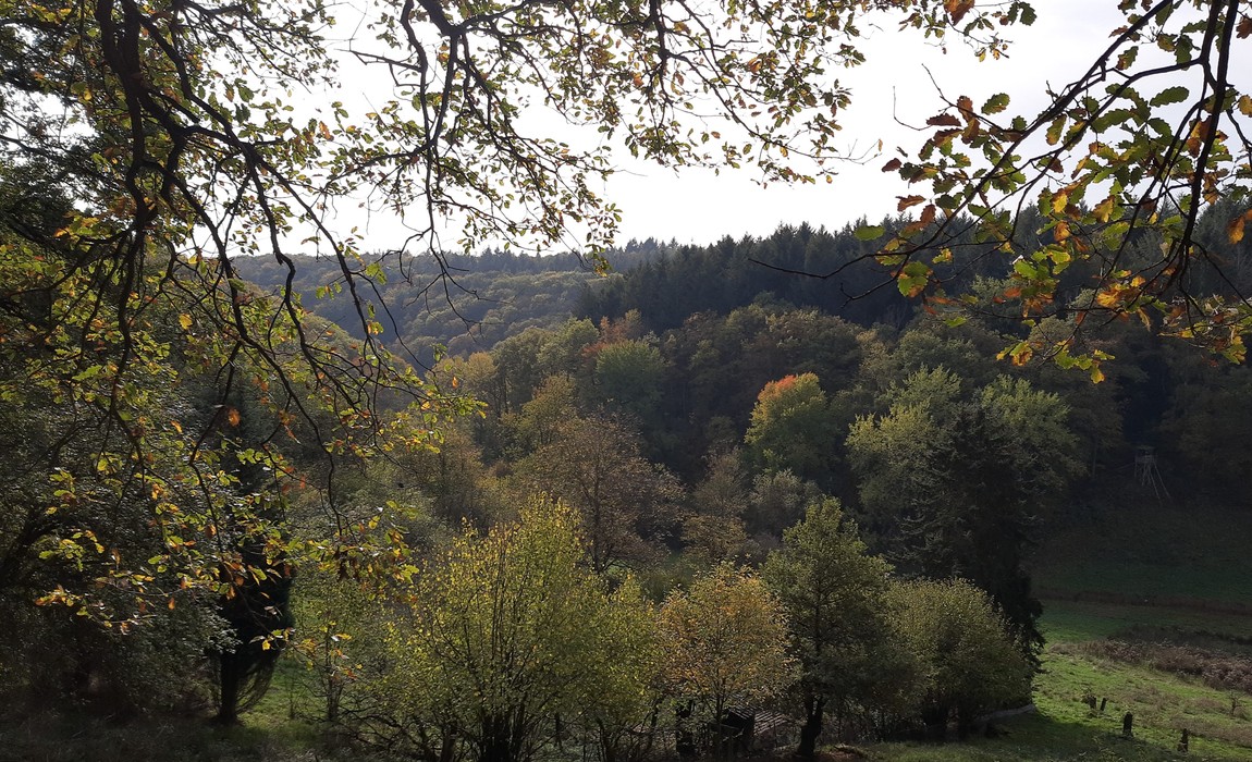 Neuer Wanderrundweg in Rauenthal verbindet Ortskern, Weinberge und Streuobstwiesen Neuer Wanderrundweg in Rauenthal verbindet Ortskern, Weinberge und Streuobstwiesen