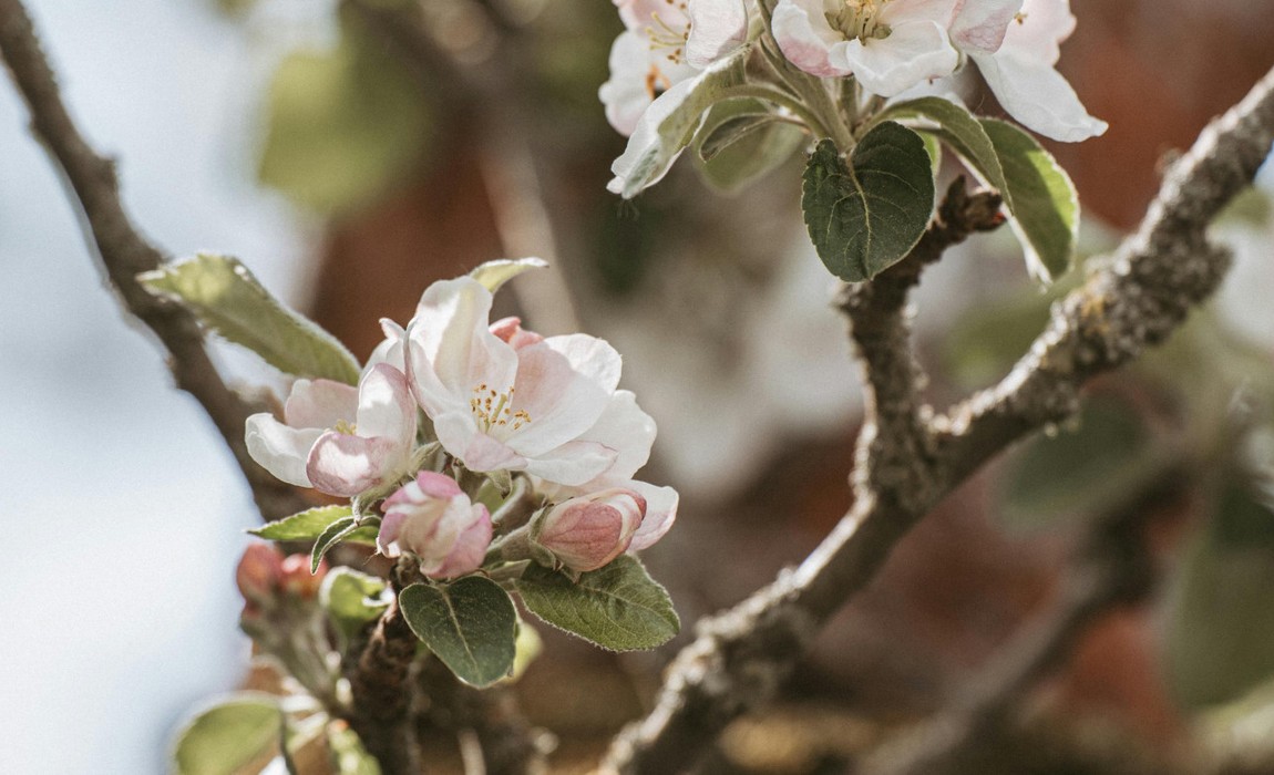 Verkehrsführung in Naurod wird für Äppelblütefest umgeleitet