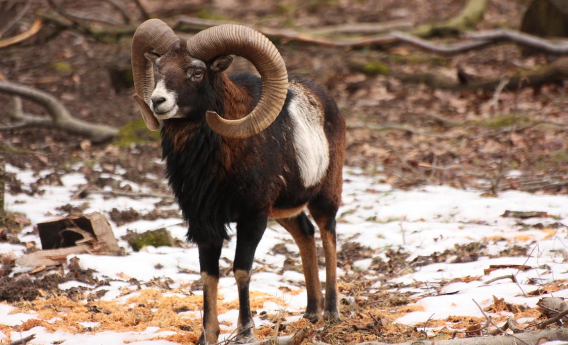 Wie Wildtiere den Winter überstehen: Familienprogramm in der Fasanerie