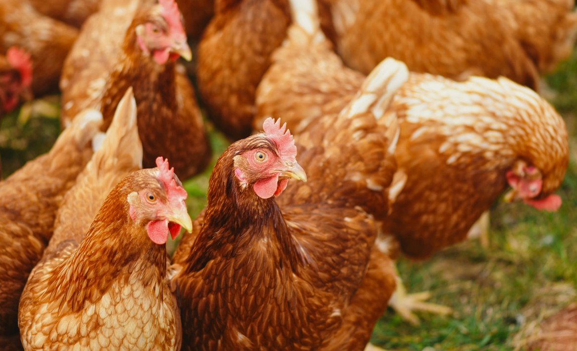 Wiesbaden: Aufstallpflicht bei Geflügel teils aufgehoben: Kleinstbestände dürfen wieder ins Freie