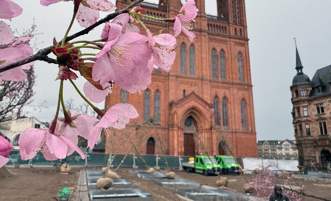 Wiesbaden pflanzt 24 Bäume auf dem Schlossplatz und installiert unterirdische Bewässerung