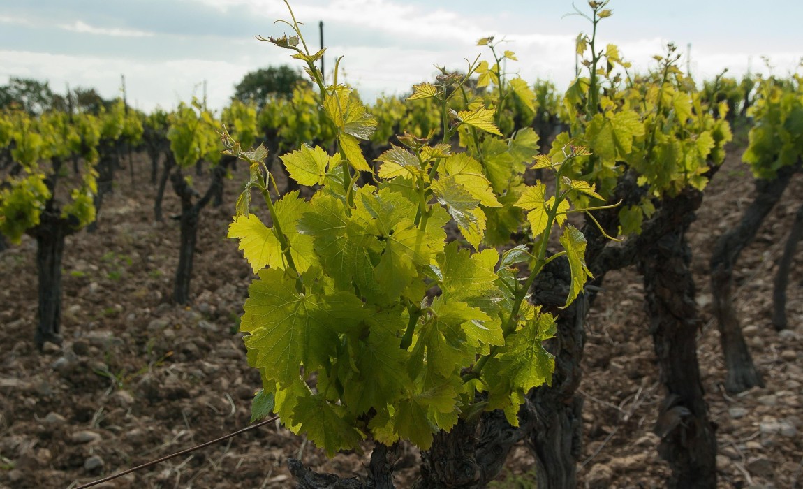 Winzerfest Werder 2023 Programm, Highlights und Besuchertipps