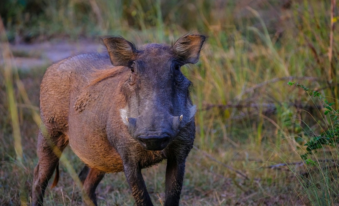 Zehn Monate ohne neuen ASP Nachweis im Rheingau Taunus Kreis Zehn Monate ohne neuen ASP Nachweis im Rheingau Taunus Kreis